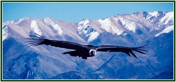 Un cóndor andino planea con las alas extendidas sobre un profundo cañón de montañas rocosas en los Andes.