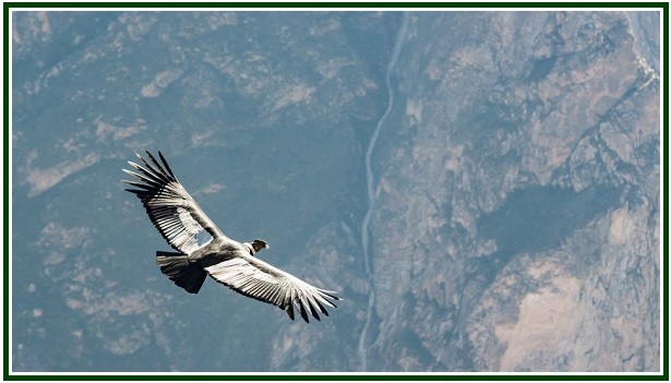 Un cóndor andino planea con las alas extendidas sobre un profundo cañón de montañas rocosas en los Andes.