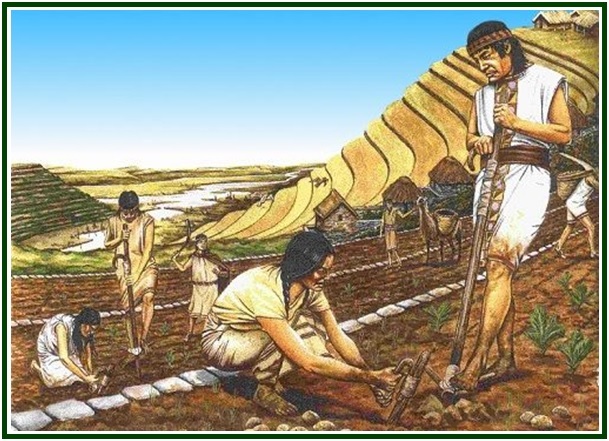 Dibujo a color de indígenas sembrando la tierra en los ayllus con técnicas ancestrales y andenes incas de fondo.